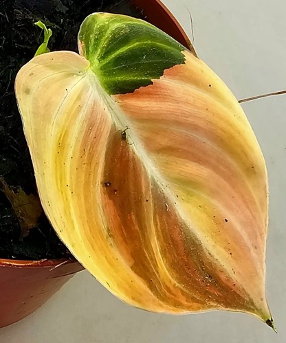 Sehr schöner philodendron - sehr,