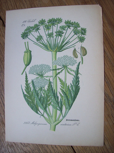 Antike chromo lithographie - antike, chromo-lithographie