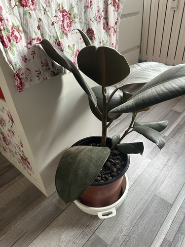 Ficus gummibaum zimmerpflanze - ficus,