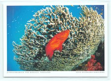 1 AK Juwelenbarsch Zackenbarsch Barsch Fisch - Harenberg !!! ::