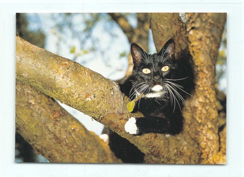 Postkarte katze - postkarte,
