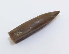 Belemnit, Pseudoduvalia