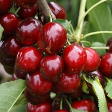 Kordia große dunkle