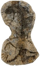 Perm  Claudiosaurus germaini