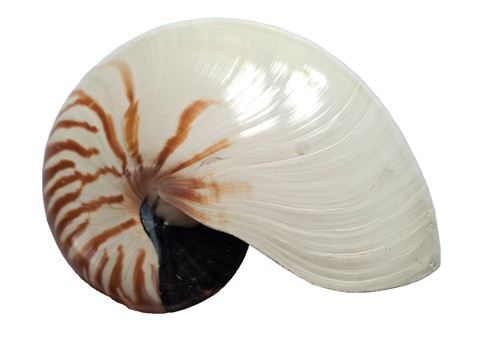Nautilus muschel gehäuse - nautilus,