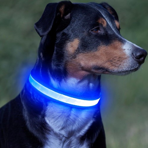 Led hundehalsband usb - led, blau