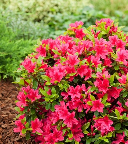 Azalee rhododendron - azalee,