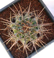 Echinocactus ingens STRONG