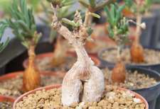 50 Samen - Delosperma bosseranum - Caudex Sukkulenten