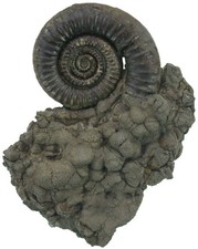 Lias  Crucilobiceras