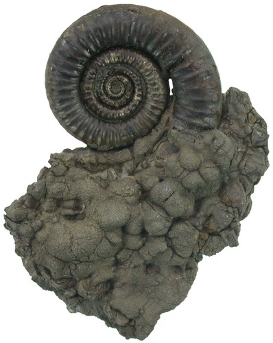 Lias crucilobiceras - lias,