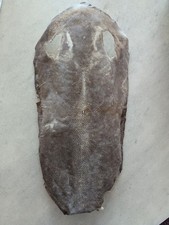 Große Haut Perlrochen  Natur