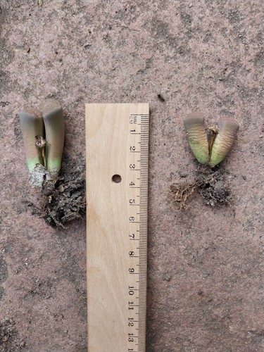 Lithops lebender stein eine - lebender, je