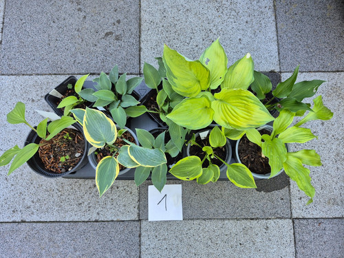 Hosta konvolut 10 - hosta-konvolut,