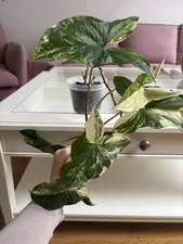 Syngonium Albo Variegata Ganze Pflanze Zimmerpflanze Panaschiert Hängepflanze