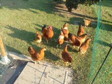 10 frische Eier New Hampshire