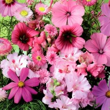 Blumen Mix blühender Garten