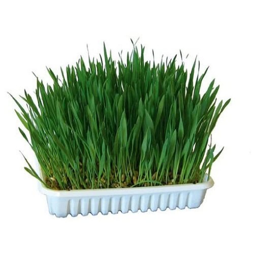 Nagergras 100g