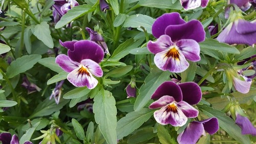 Hornveilchen viola cornuta - hornveilchen,