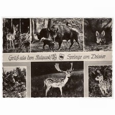AK Wisentgehege Springe/Deister, Rehe, Wisente, Rotfuchs, Damwild (Zoo)