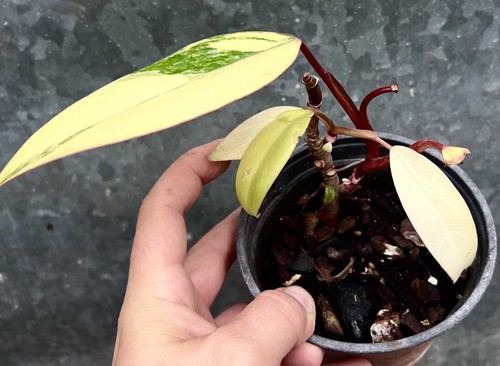 Philodendron strawberry shake