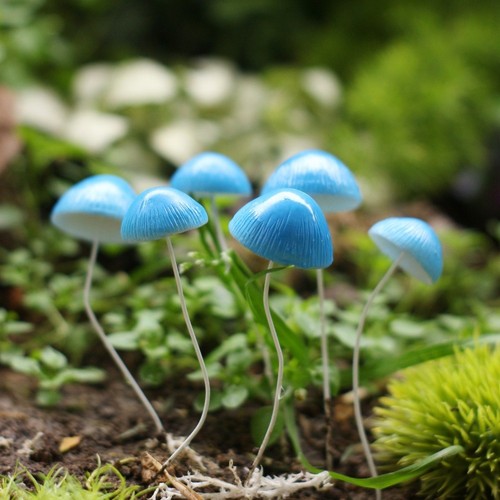 Stück blaue harz pilze - stück,