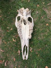 Norwegischer Elchschädel, Ca. 50 cm, Deko Zum Aufhängen