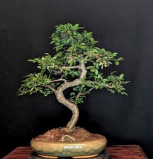 BONSAI CHINESISCHE ULME ULMUS
