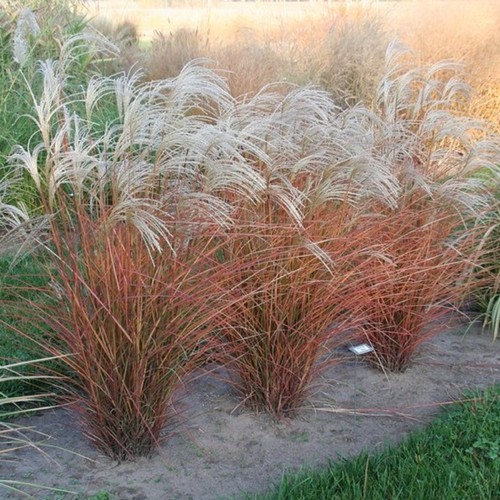 Ziergras hoch gartenpflanze - ziergras,