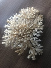 Echte Koralle Tischkoralle für Deko oder Aquarium