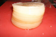 Gesund gewachsener Kombucha (Scoby) Tee Pilz, lebendig, vital und aktiv ??