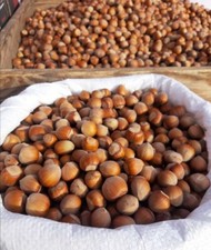 Haselnüsse mit Schale aus