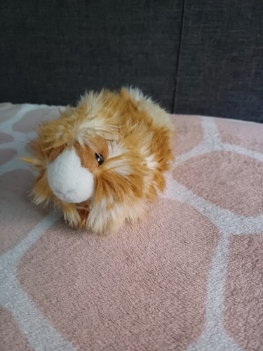 Kösen meerschweinchen - kösen,