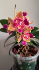 Orchidee Phalenopsis Miki