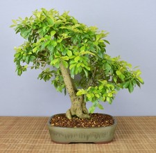 Bonsai Indoor, Taubenbeere