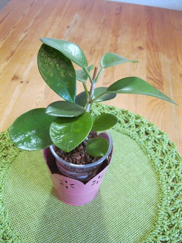 Hoya australis wachsblume - *, *