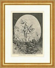 Eine lebendige Pfingstrose Schmidt Schmetterlinge Wiese Holzstich E 2696 Gerahmt