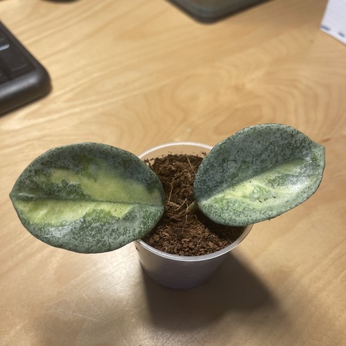 Hoya argentea princess ableger - hoya,