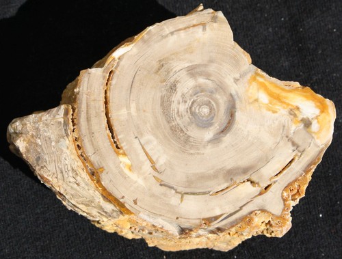 Versteinertes holz aus - versteinertes,