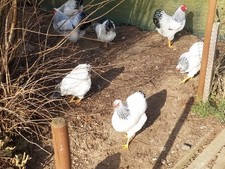 10 Eier Deutsche Zwerg