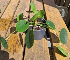 Pilea peperomioides -