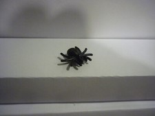 Lego Tier Spinne Spider