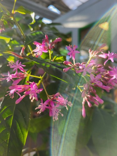 Fuchsie wildfuchsie essbare - fuchsie,,