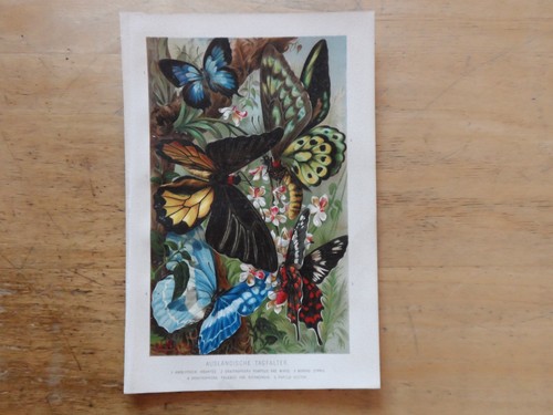 Orig chromolithographie - orig.(1892),
