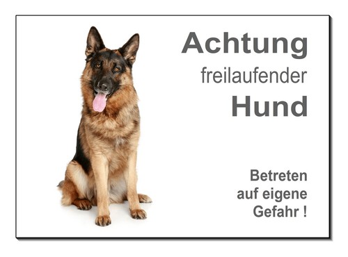 Freilaufender-Schäferhund-Hun