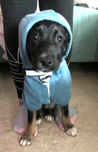 Hundemantel kapuzenpullover - hundemantel, /