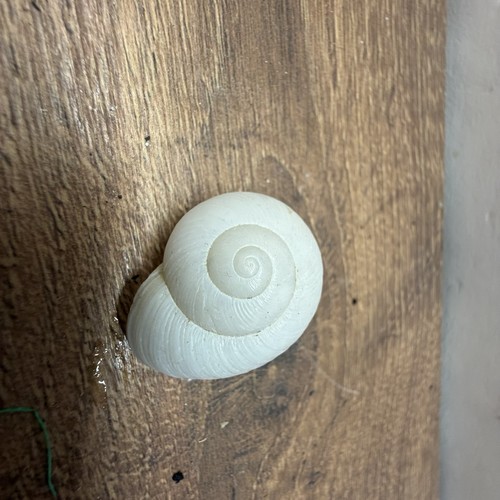 Weiße mondschnecke muschel - weiße,