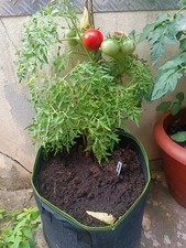 10 Tomatensamen Sorte "Silver/y Fir tree" Buschtomate