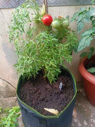 Tomatensamen sorte - tomatensamen,