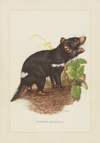 Beutelteufel sarcophilus - beutelteufel,